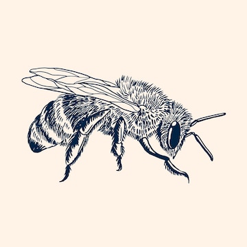 honey bee illustrations