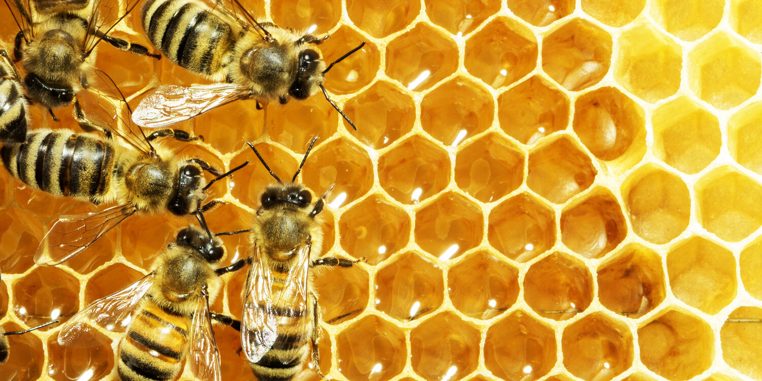 honey bees images