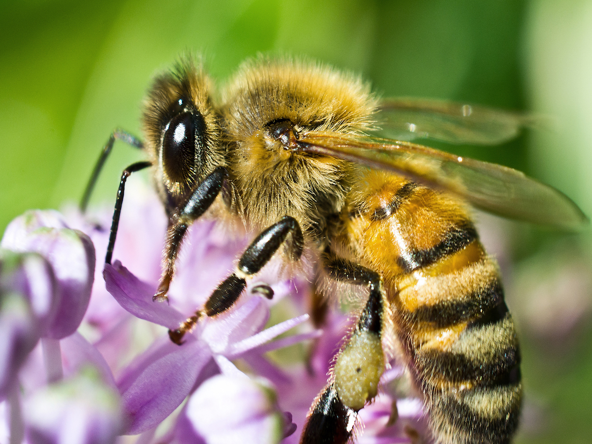 Honey Bee Control, Management, &amp; Treatment: Honey Bee Info