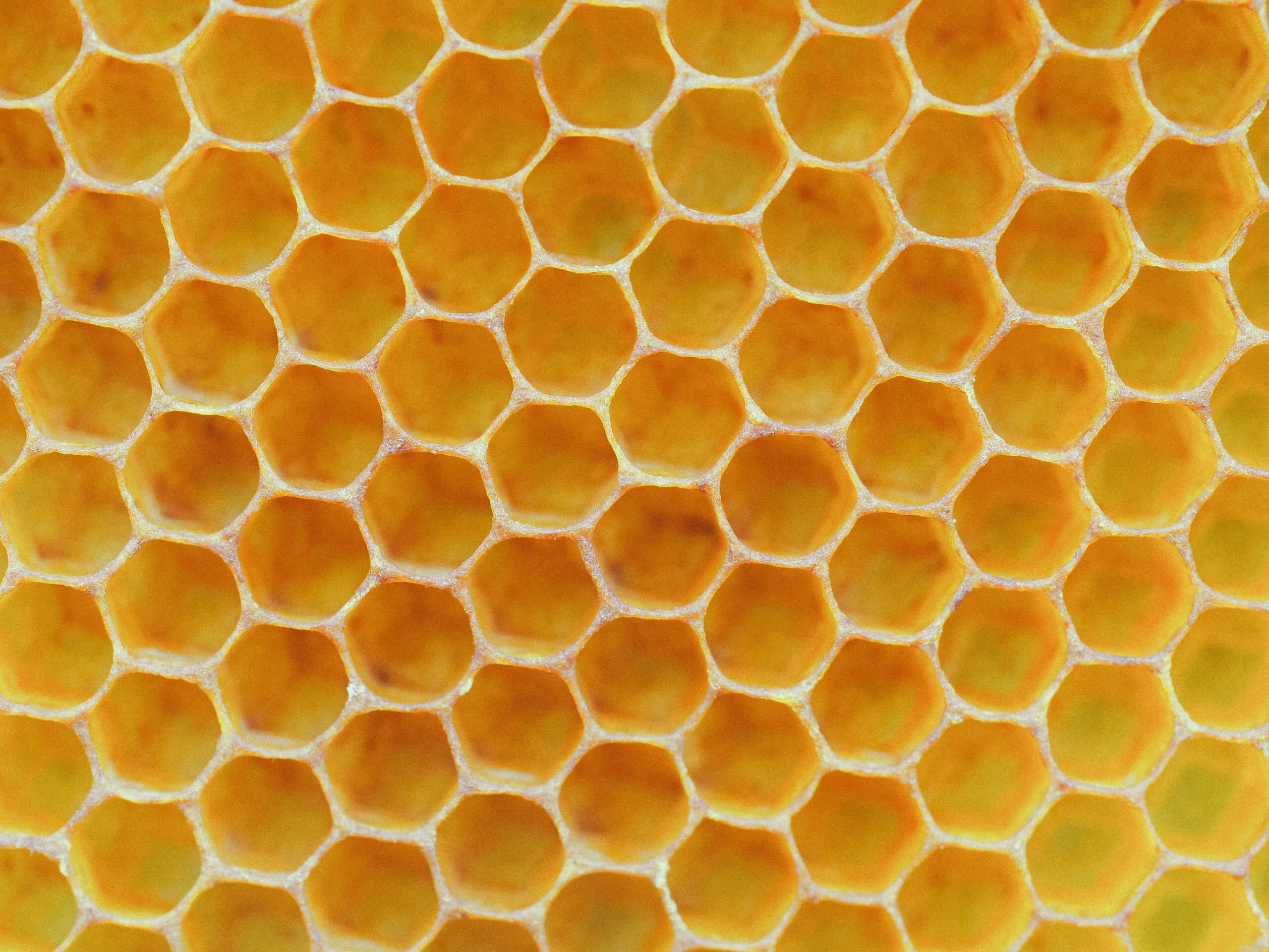 Why Do Honeycombs Look That Way? | Beekeeping Learning Center ...