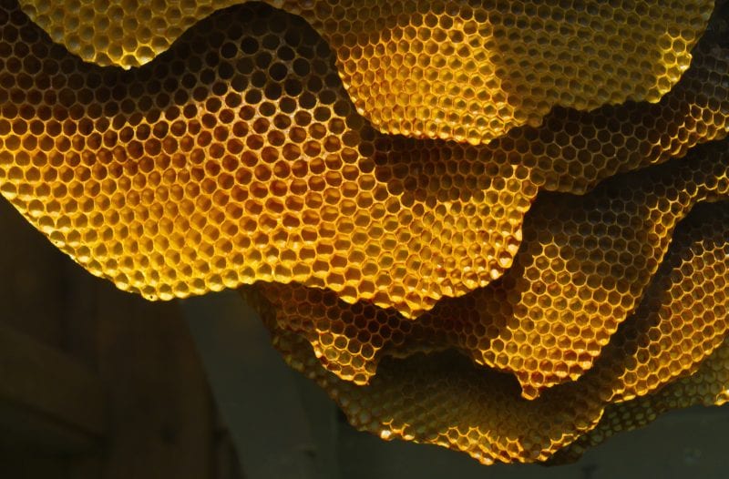 honeycombs