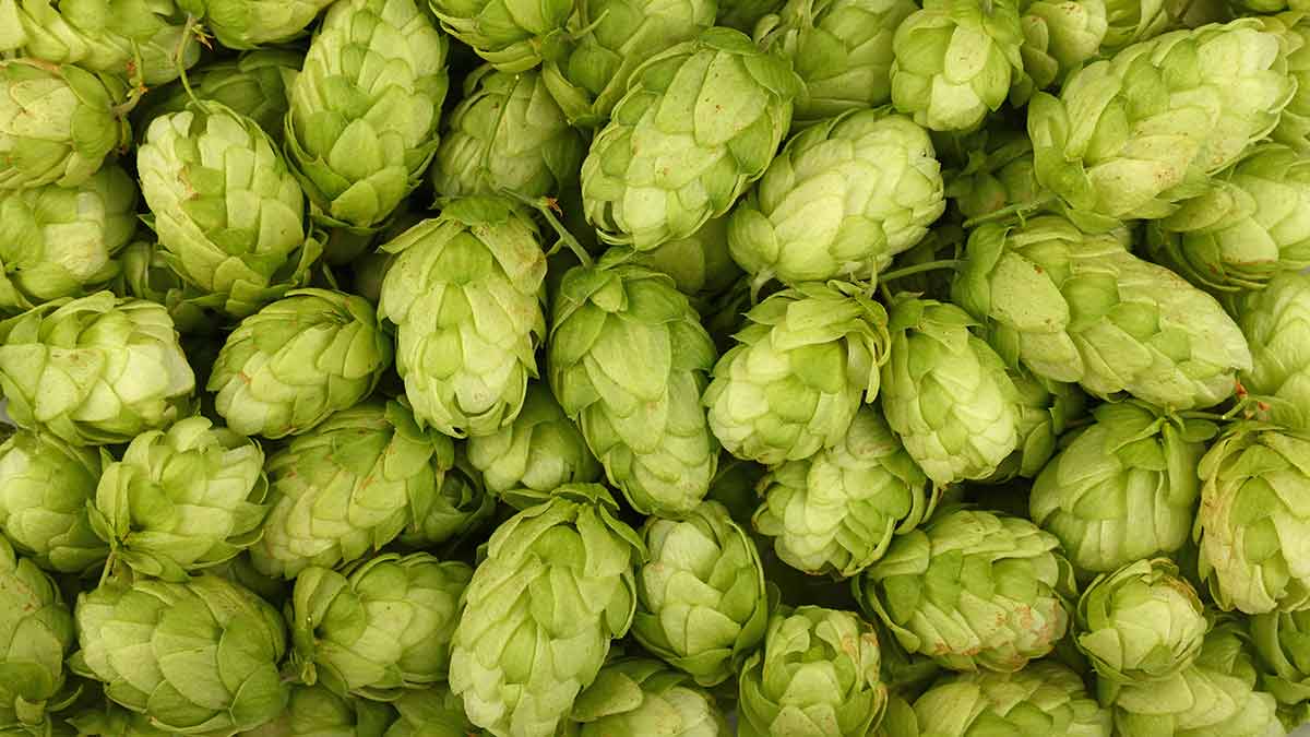 hops