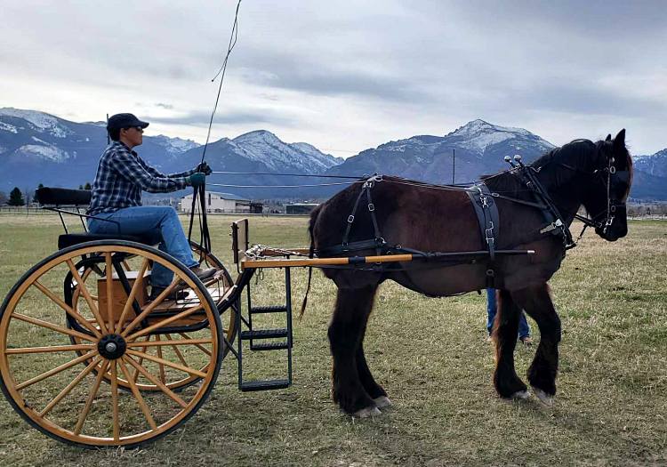 Carriage Driving, Carriages for sale, horse carriages, horse and ...