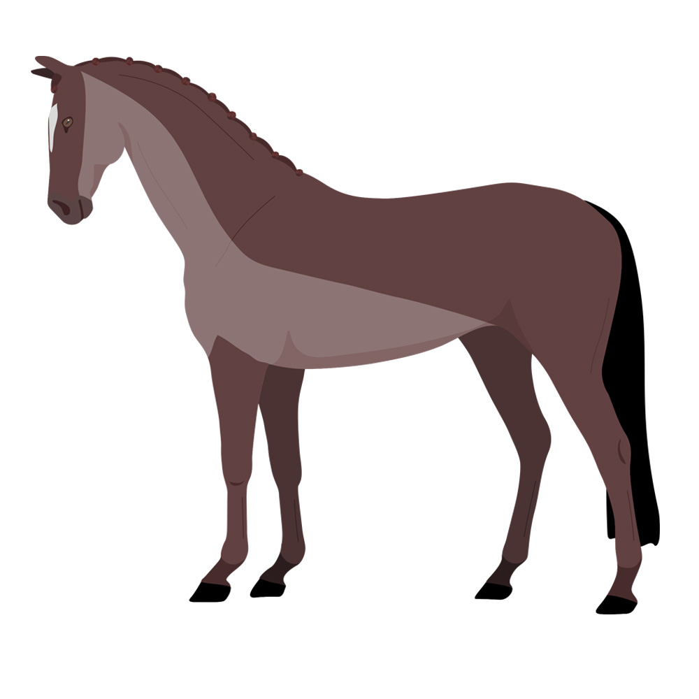 What Type of Horse Clip is the Right One? - Redpost Equestrian Blog