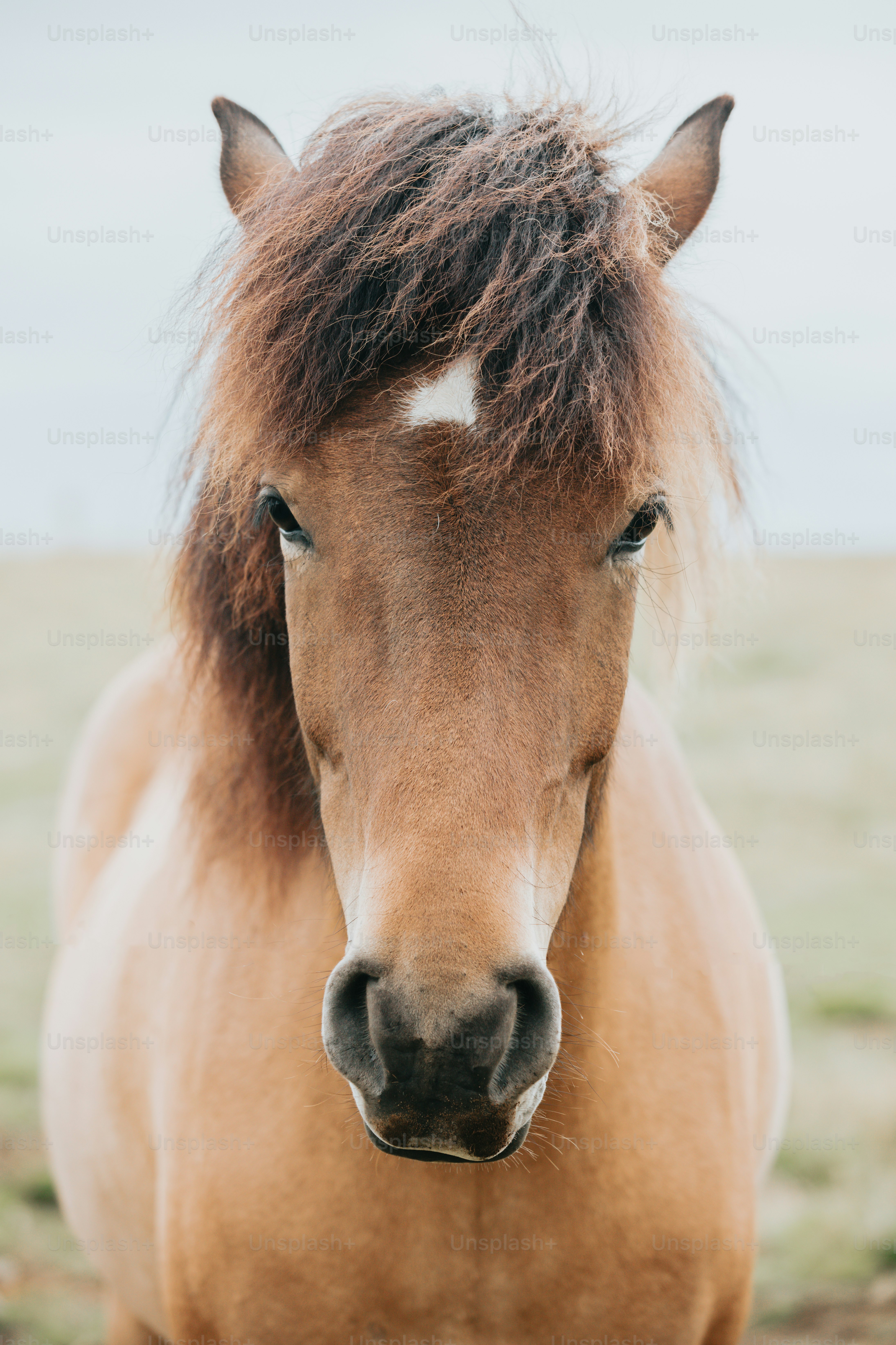 30k+ Horse Face Pictures | Download Free Images on Unsplash