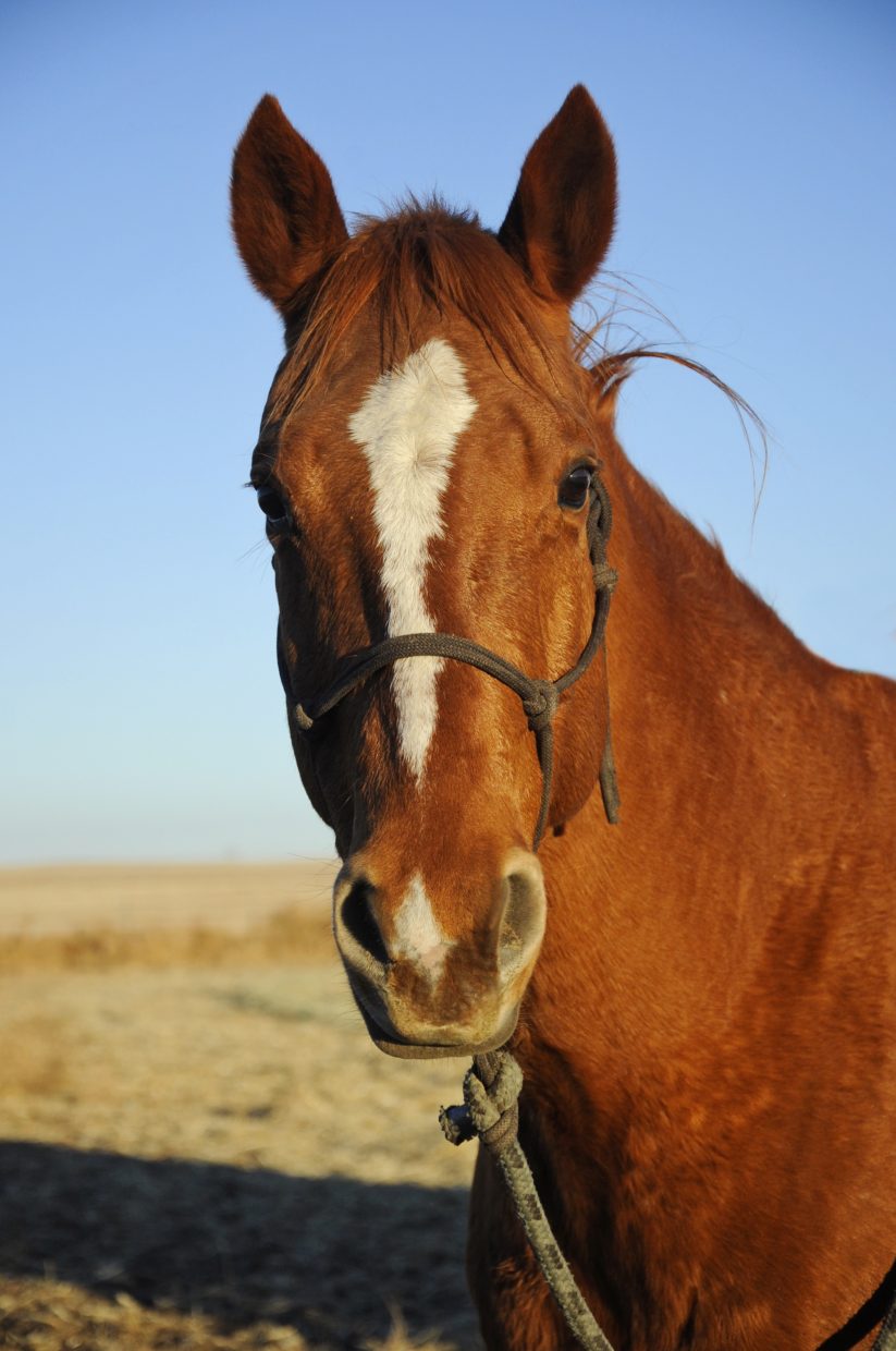 The Face Says It All: Horses expressions give clues to state of ...