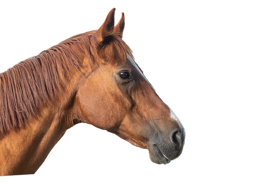 Horse Head Images – Browse 560,212 Stock Photos, Vectors, and ...