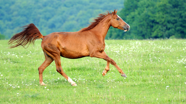 A Picture Guide to the Different Parts of a Horse