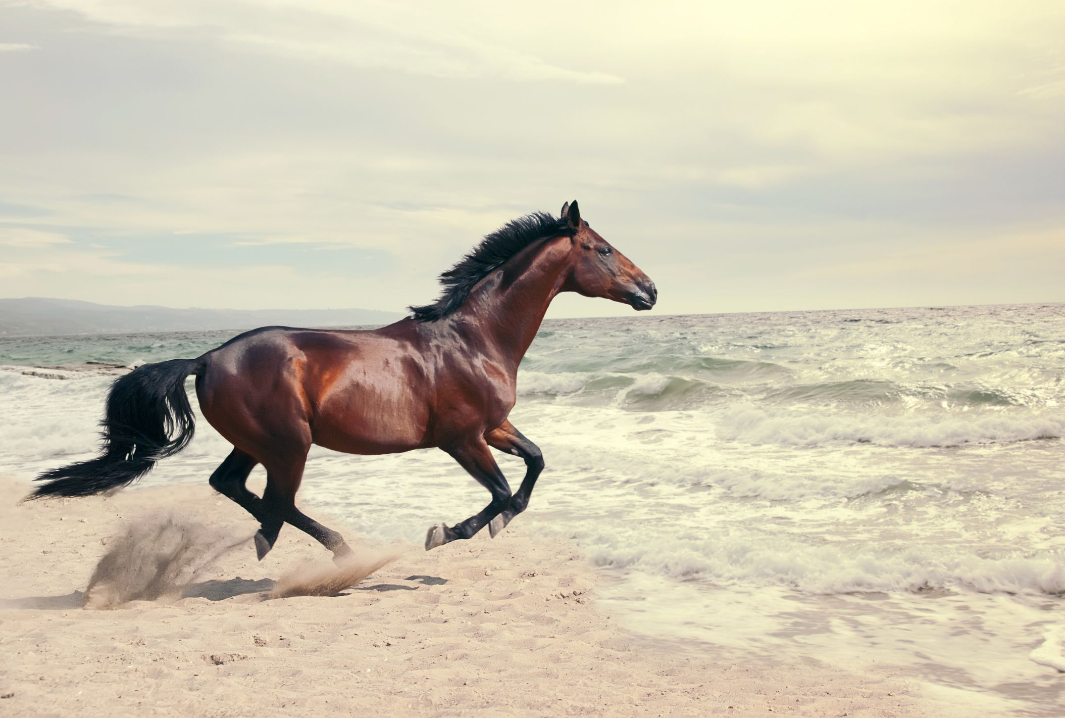 100+ Horses Pictures [HD] | Download Free Images on Unsplash