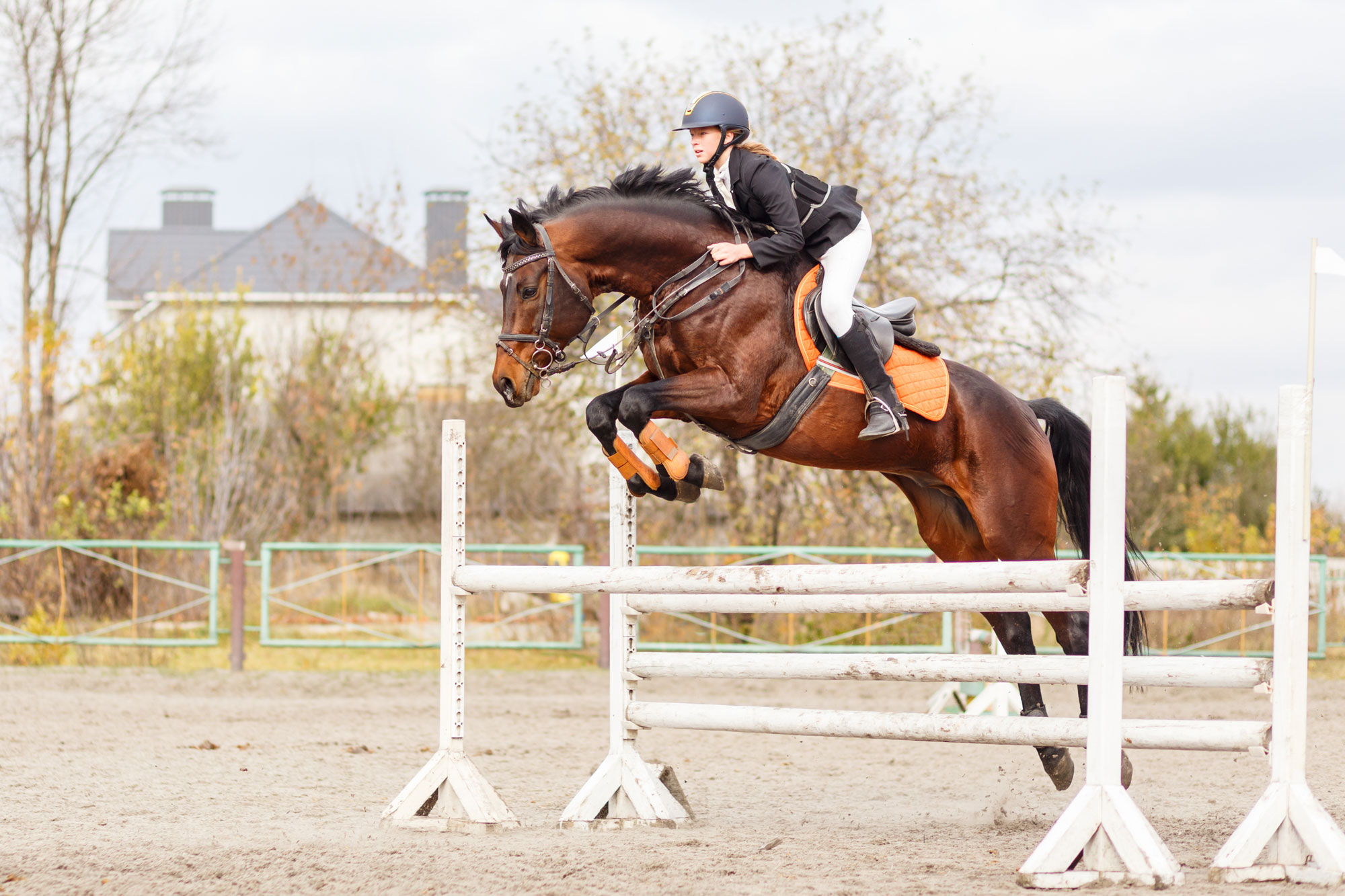 horse jumping