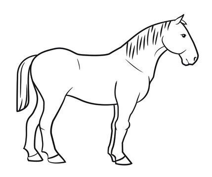 Horse Outline-Bilder: Stock-Fotos &amp; -Videos. | Adobe Stock