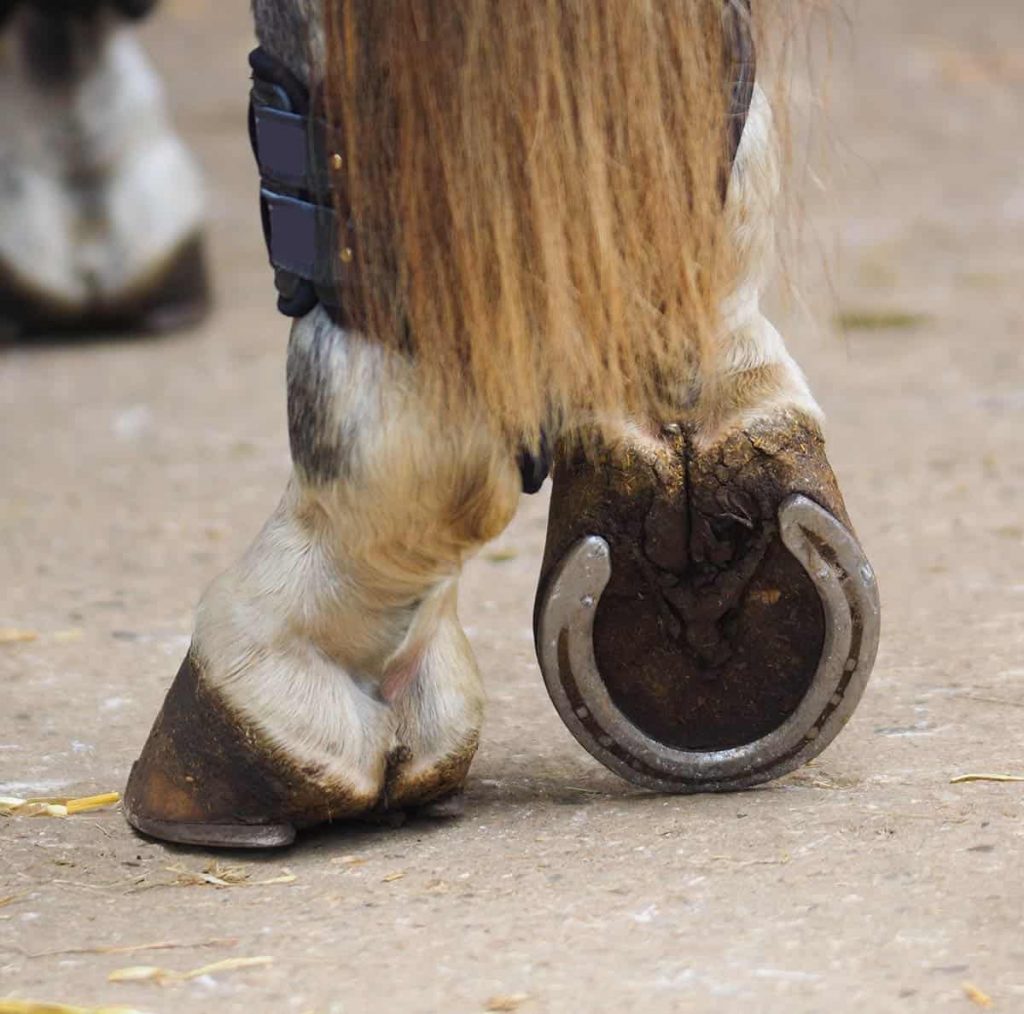 Tips for Keeping Shoes on Horses Feet – The Horse