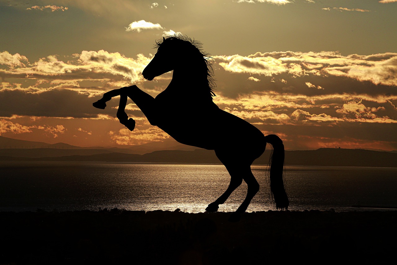60,000+ Free Horse Silhouette &amp; Horse Images - Pixabay
