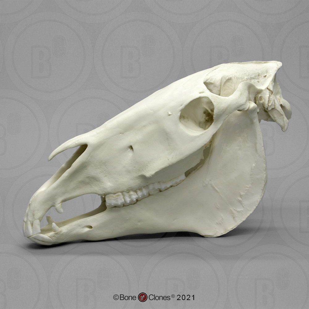 Horse Skull - Bone Clones - Osteological Reproductions