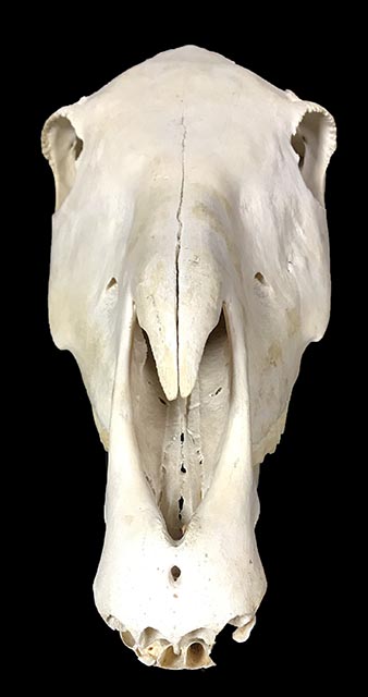 Skull/Horse