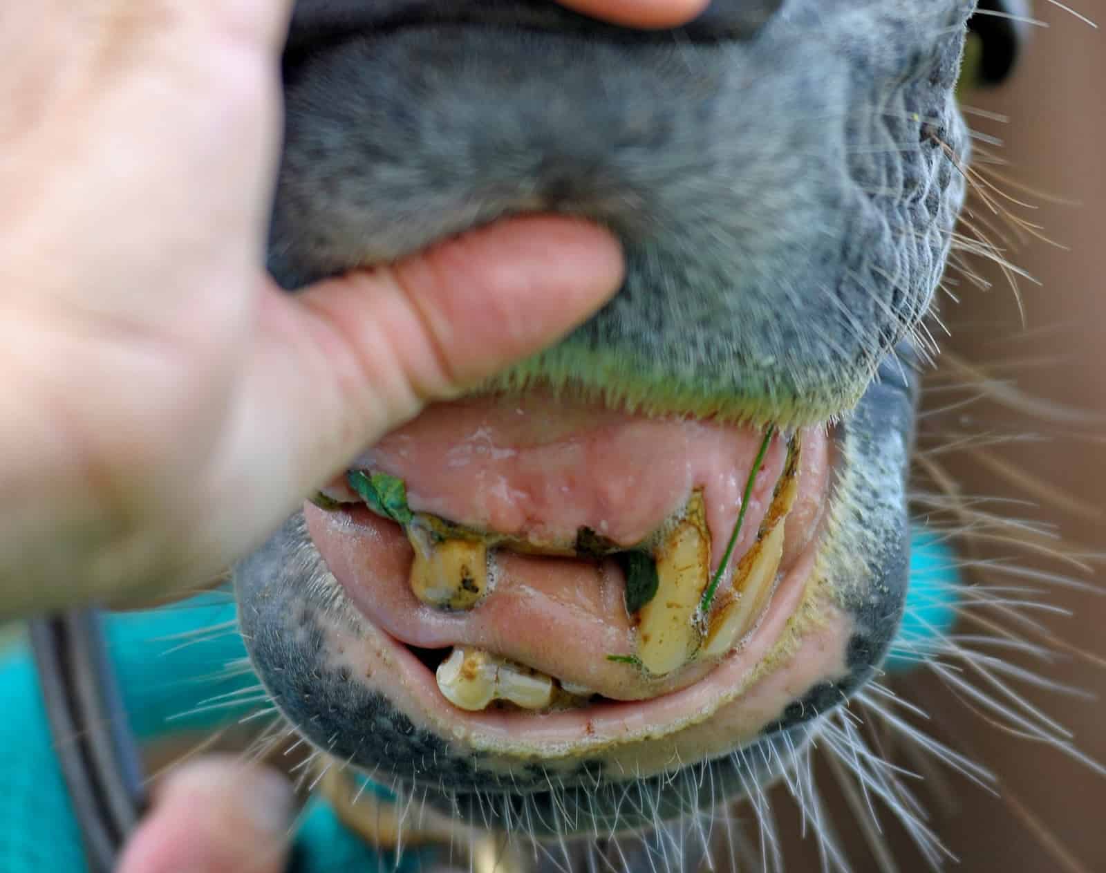 Senior Horse Dental Health – The Horse