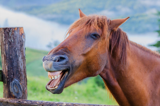 Horse Teeth Images – Browse 14,654 Stock Photos, Vectors, and ...