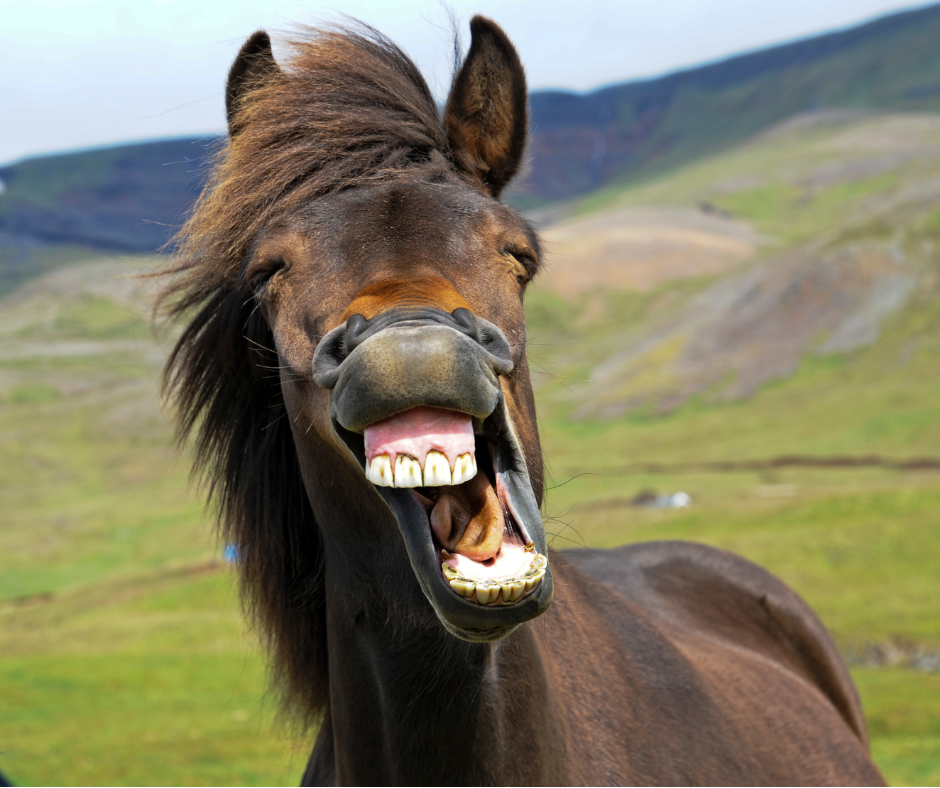The Anatomy of the Equine Mouth and Why Dental Health is Important