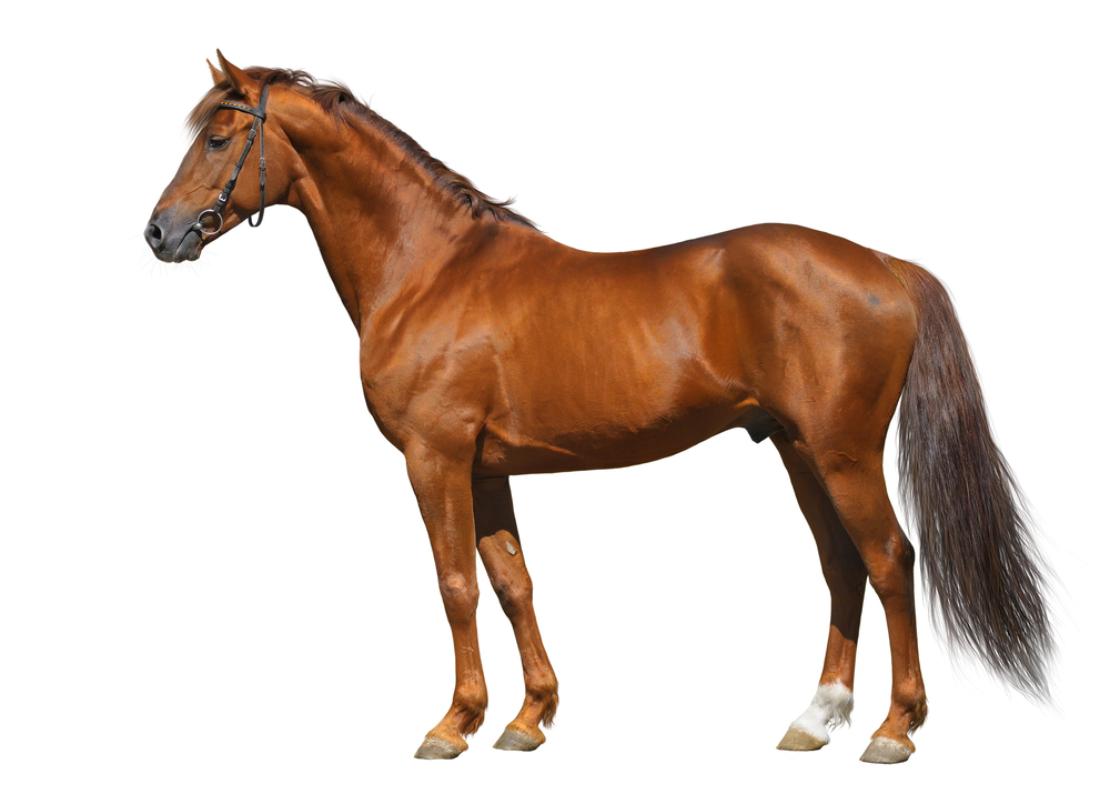 HORSE Definition und Bedeutung | Collins Englisch Wörterbuch