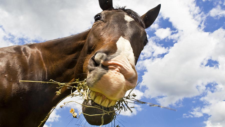 horses eatings