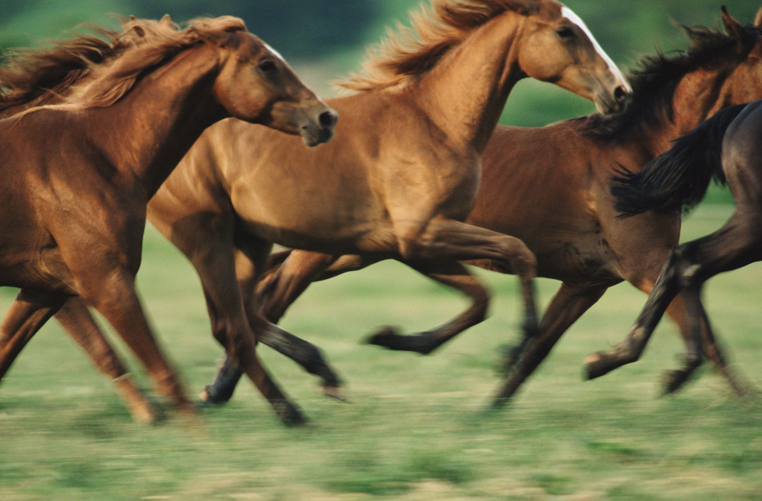 horses images pictures