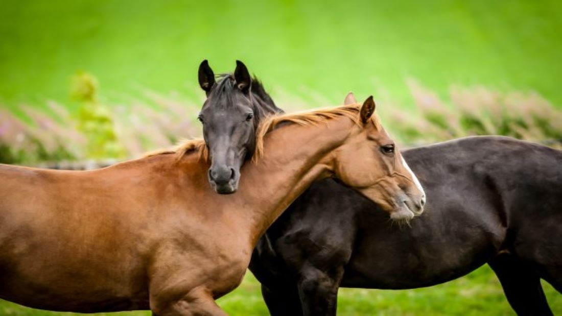 horses images pictures