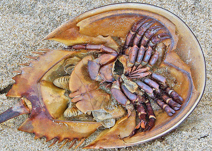 horseshoe crabs