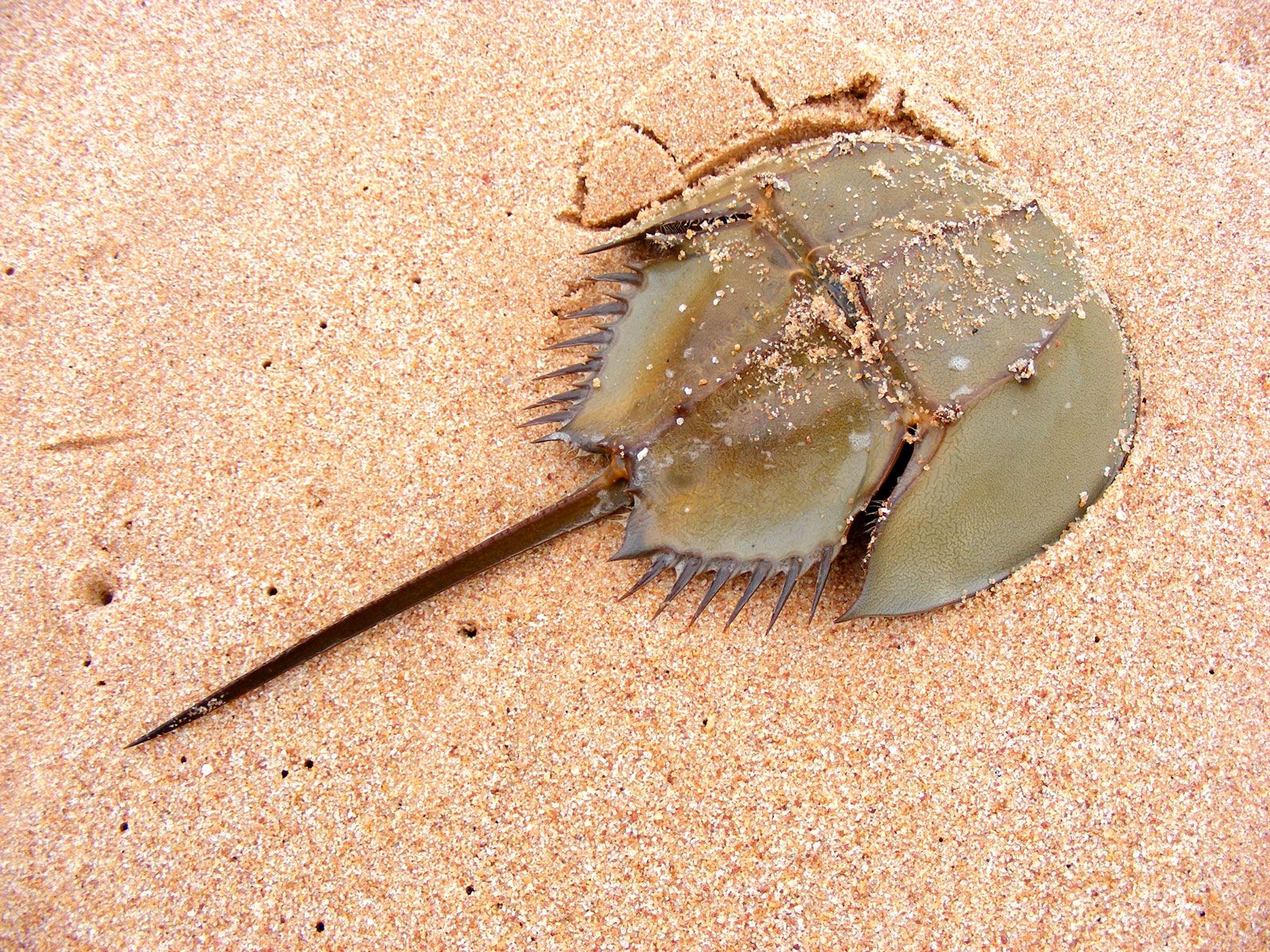 horseshoe crabs