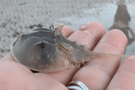 horseshoe crabs