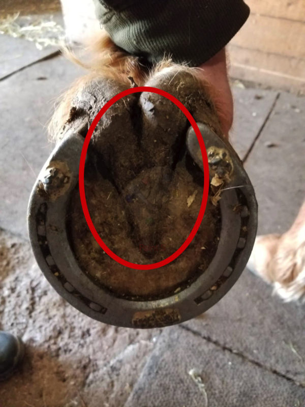 horseshoes pictures