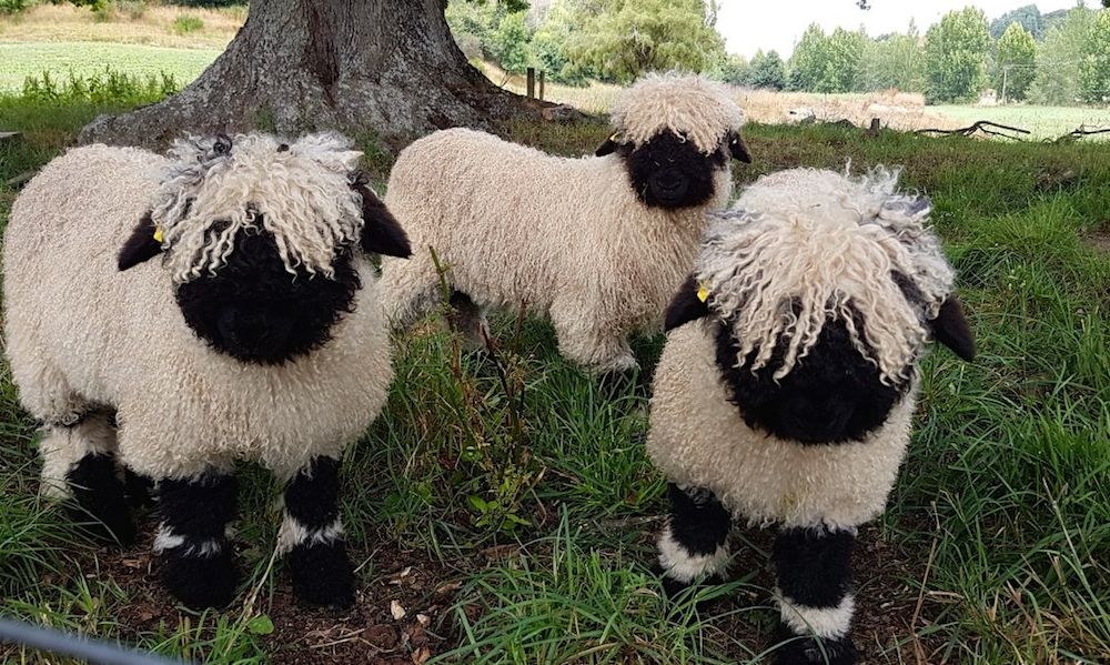 Cutest sheep in the world are in hot demand | For The Win