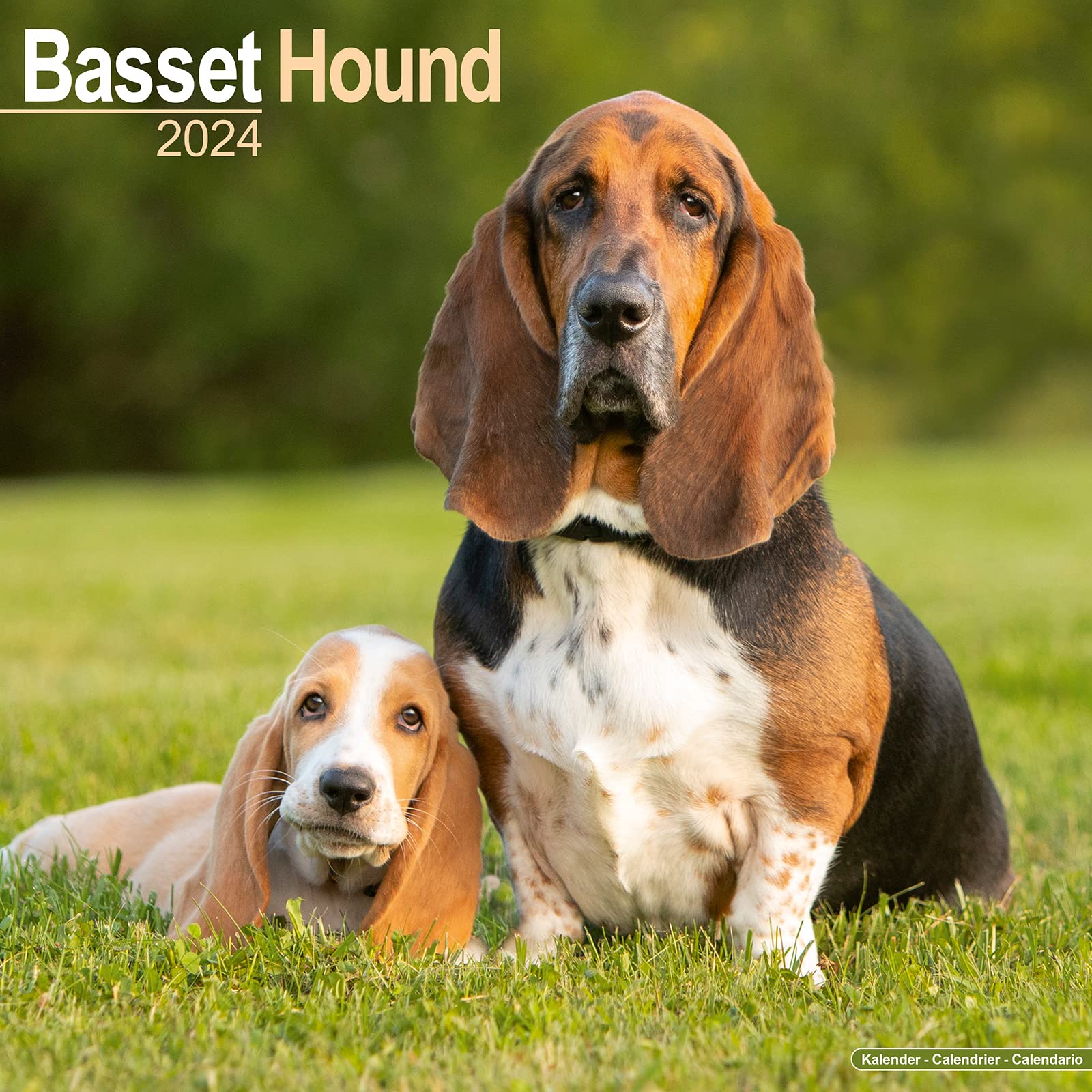 Basset Hound - Bassets 2024 - 16-Monatskalender: Original Avonside-Kalender  [Mehrsprachig] [Kalender] (Wall-Kalender) : Avonside Publishing Ltd: ...