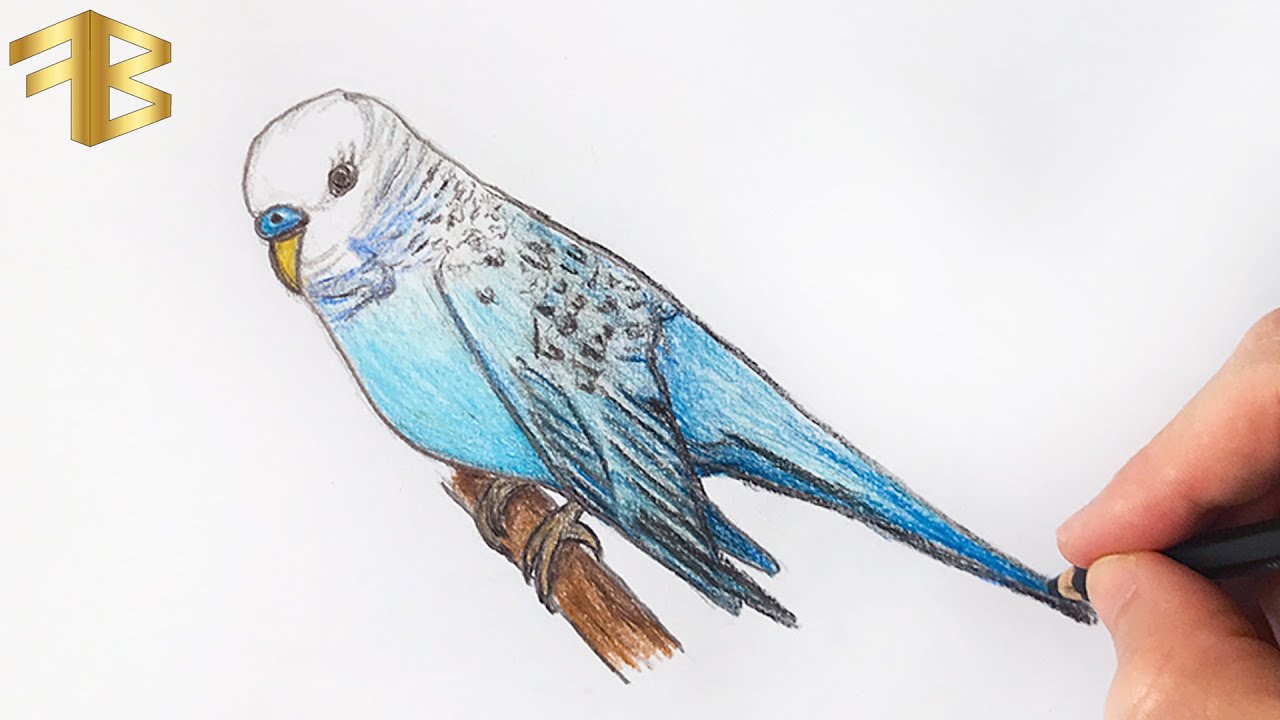 how to draw a parakeet