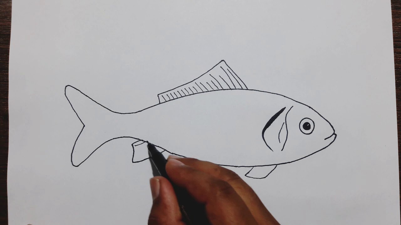 how to draw fish