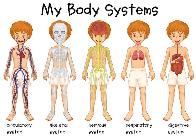 human body clipart 2024