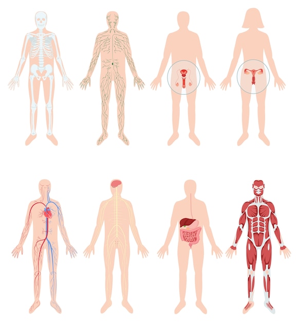 human body clipart 2024