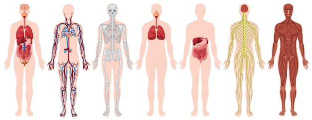 human body illustration