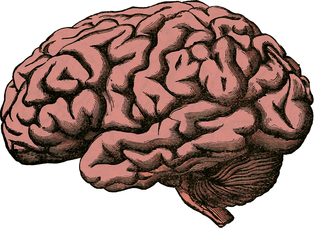 Human brain - Free vector clipart images on clipart library.com