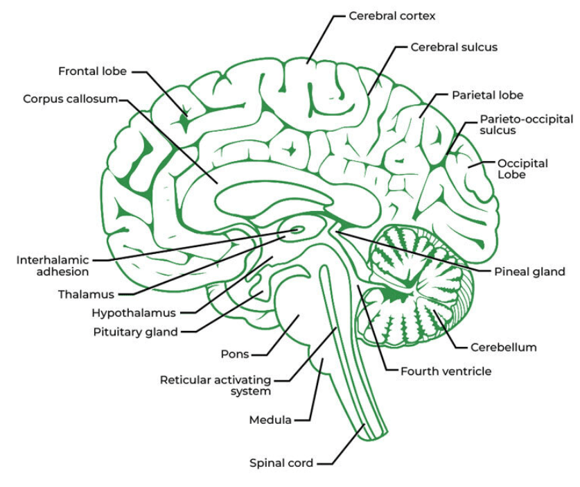 human brain