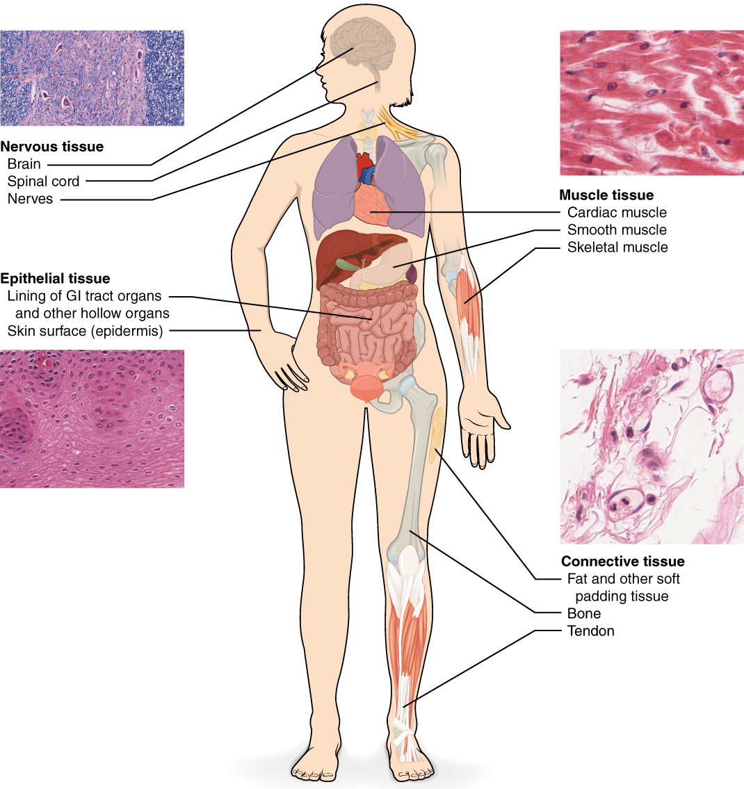 4.1 Types of Tissues – Anatomy &amp; Physiology