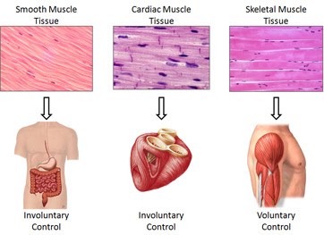 Body Tissue | Definition, Types &amp; Examples - Lesson | Study.com