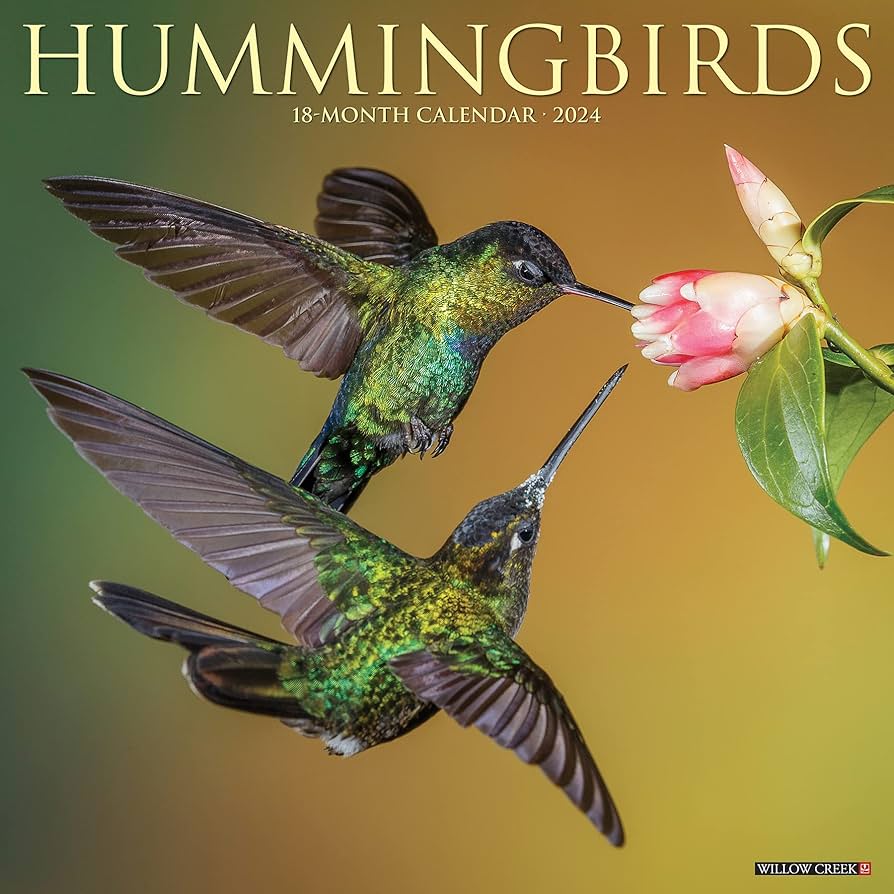hummingbird cliparts 2024