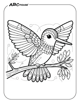 hummingbird coloring pages