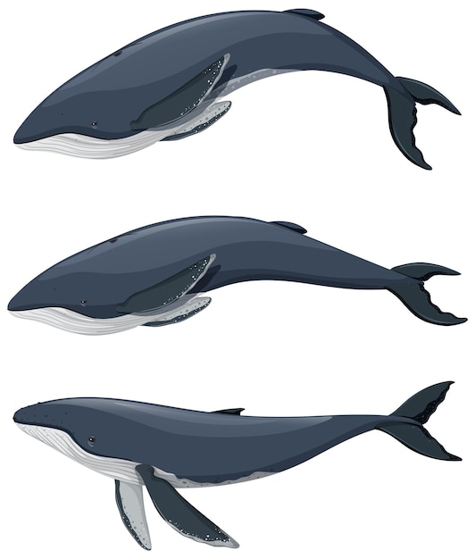 humpback whale cartoon