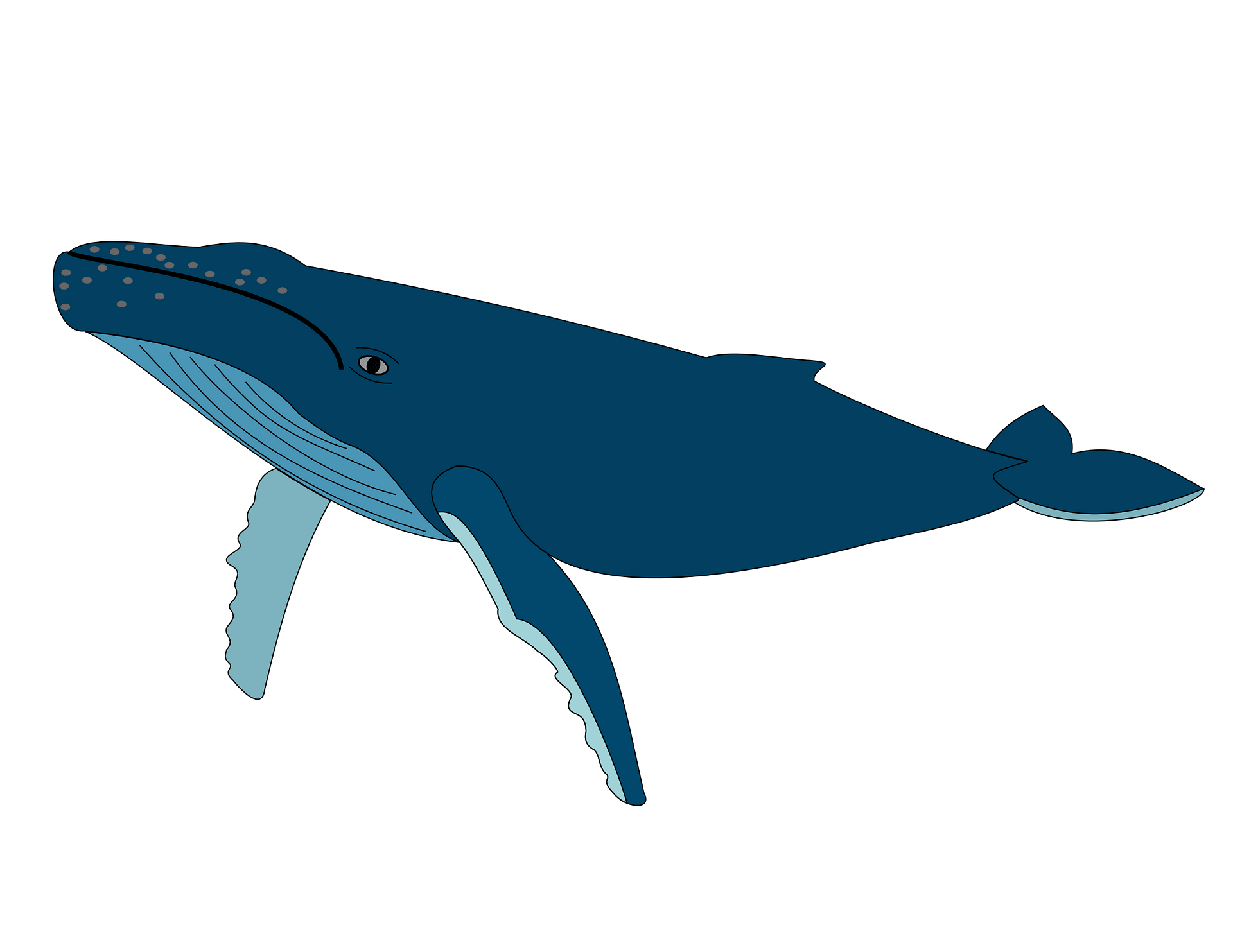 humpback whale clipart