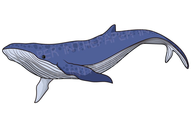 Humpback whale swimming | SVG PNG Under the Sea Clipart Blue