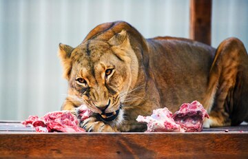 Hungry Lioness Photos and Images | Shutterstock