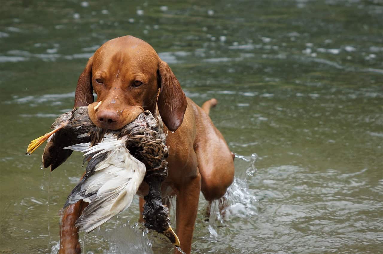 hunting dog cliparts 2024