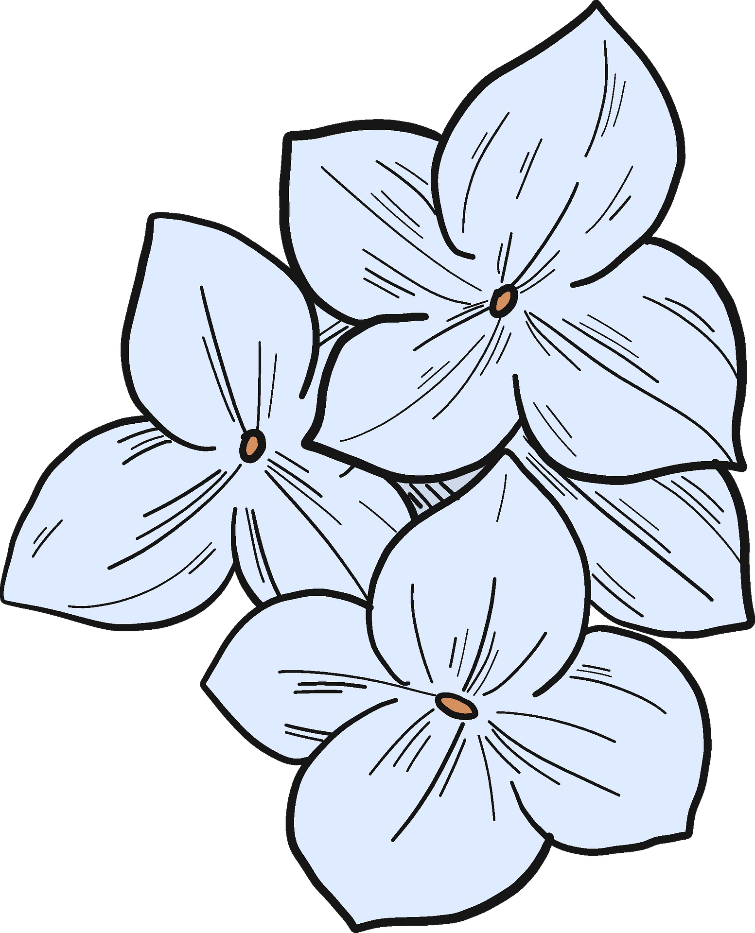 hydrangea petals cliparts