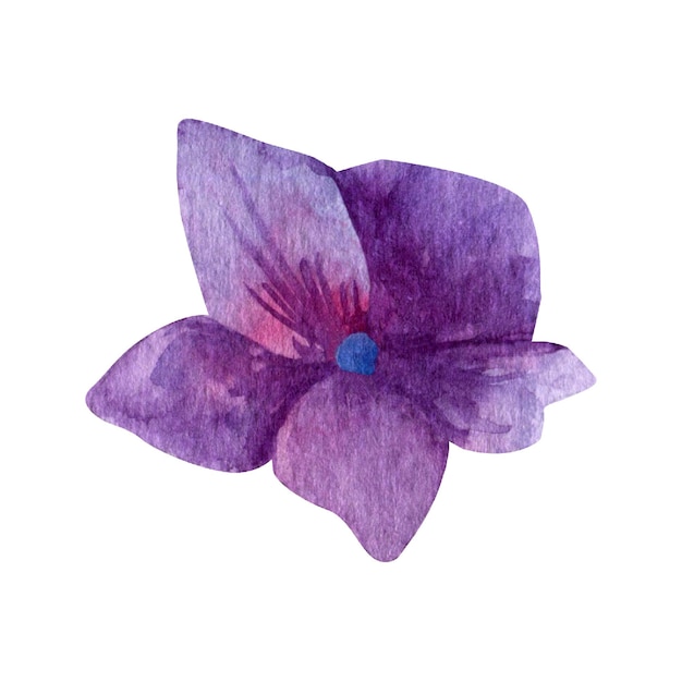 hydrangea petals cliparts